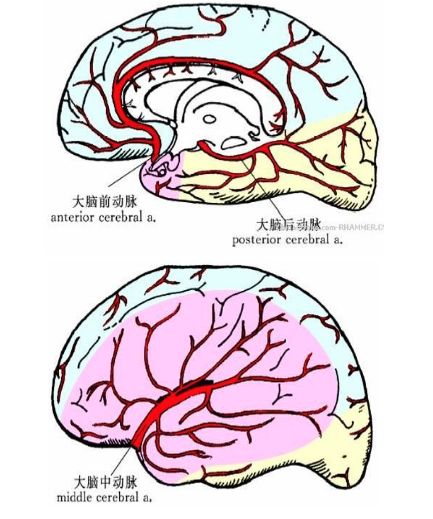 脑血管大体走行及血供部位解剖