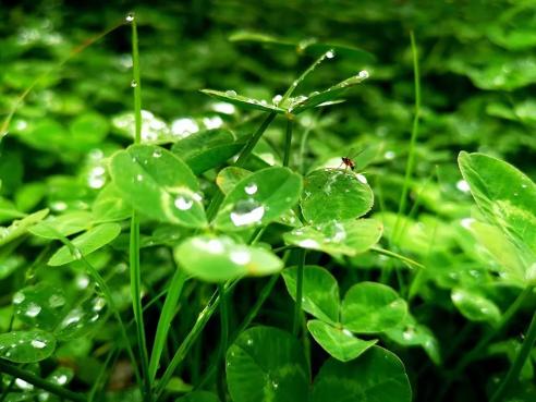 雨后的大围山,你见过吗?