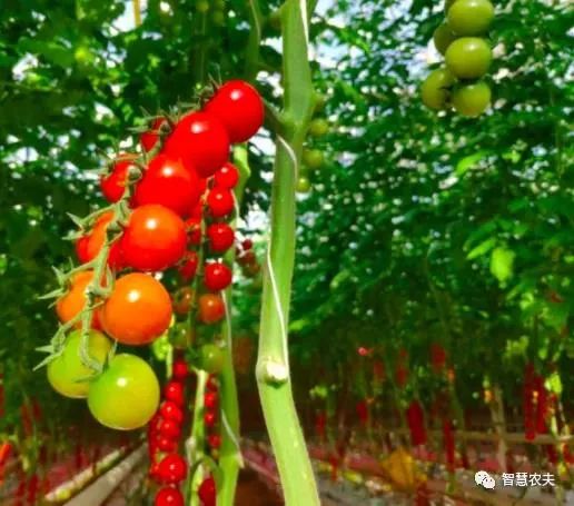 沈阳市科协  采用该技术种植番茄逐渐被农场所采纳 基质椰糠,岩棉栽培