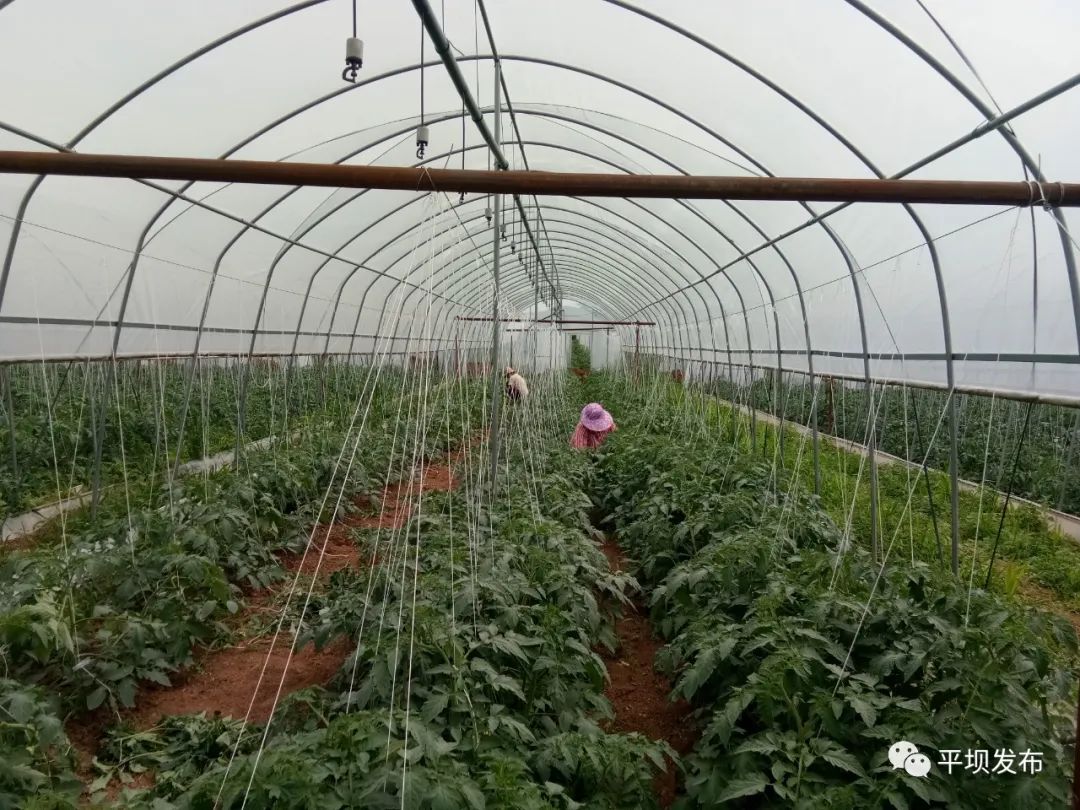 6月28日,在青庄坝区大棚蔬菜种植基地,工人正在为刚种植不久的西红柿