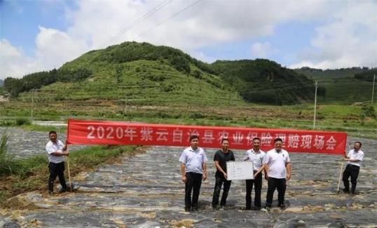 紫云自治县部分蔬菜种植基地遭受损失,而政策性农业保险的实施,把农户