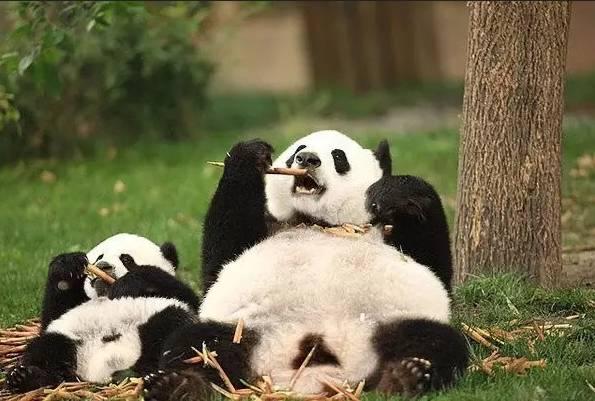 想和熊猫结婚,为看熊猫放弃妹妹婚礼