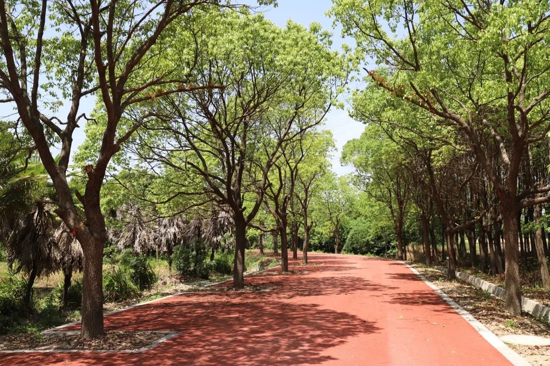 嘉定新增一条森林步道,散步同时还能登岛