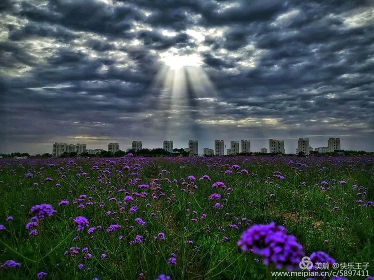 金昌"紫金花海"的初夏,这里总有你的怦然心动