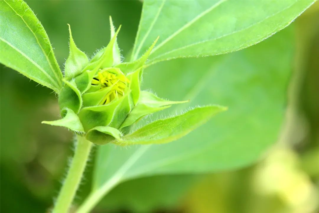 这一片向日葵开得也太灿烂了吧