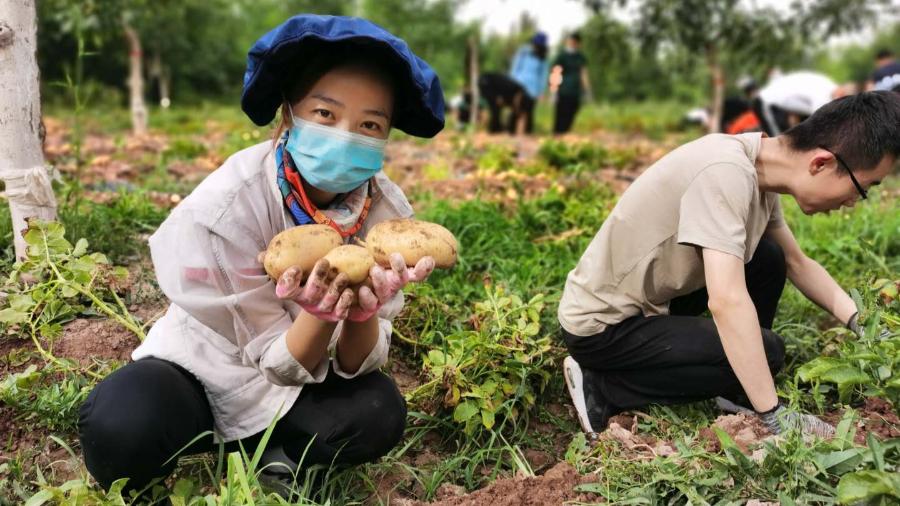 [一起奔小康]种土豆挖土豆卖土豆,艾日克贝西村迎来土豆丰收季