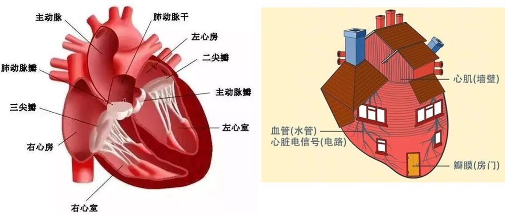 身体 图1 左图为心脏及瓣膜示意图,右图将心脏瓣膜比喻成"房子里面的