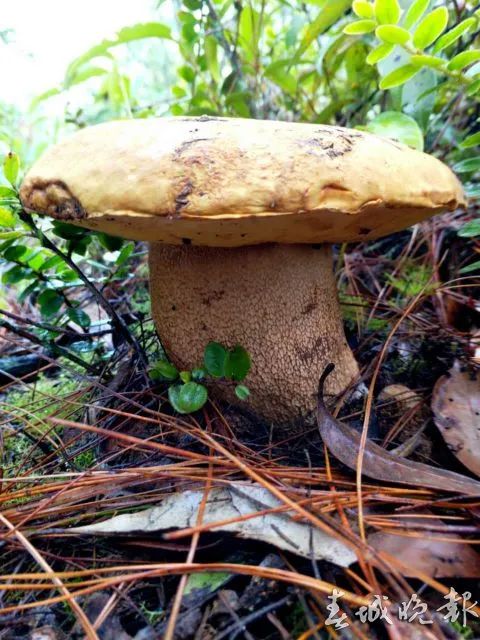 野生菌"杀人"事件!云南近90%野生菌死亡病例是误食这两种菌