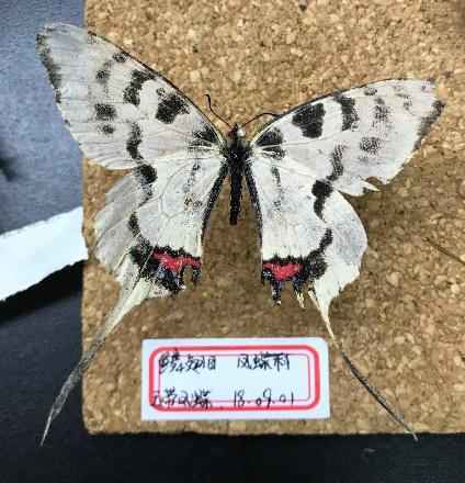 丝带凤蝶sericinus montelus金凤蝶papilio machao蝴蝶具有多样性高