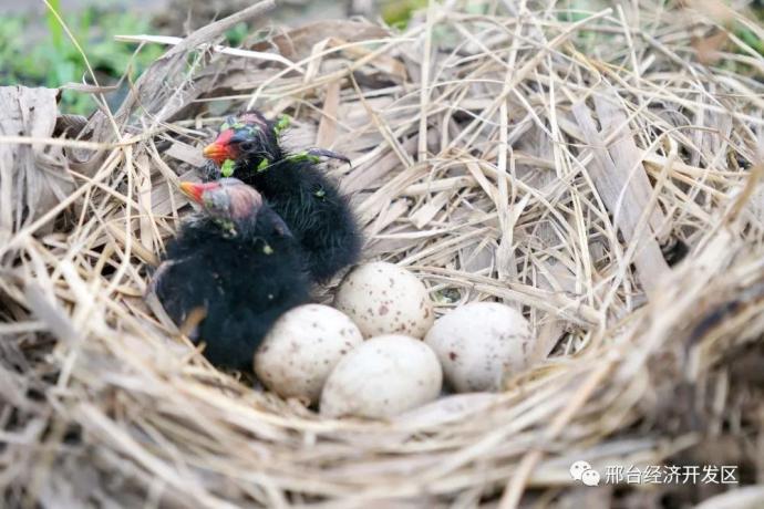 7月7日,黑水鸡雏鸟在荷塘边的窝里休憩.
