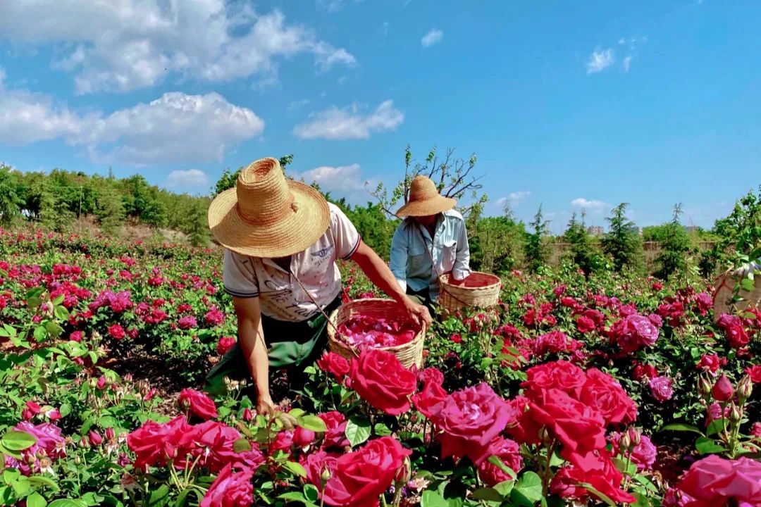 每一年玫瑰花盛开时,云南大学食堂的玫瑰料理也随之上新了,玫瑰米糕