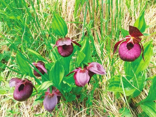 野生动植物丨山西灵石发现珍稀濒危兰科植物褐花杓兰