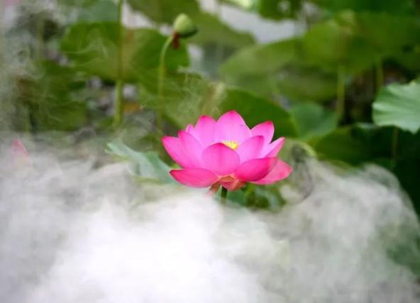 仙气儿飘飘水泉公园的荷花注定惊艳整个夏天
