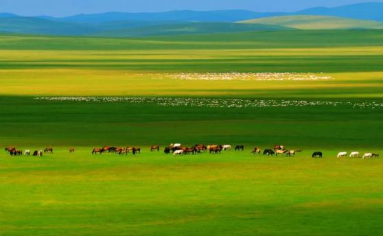锡林郭勒大草原在中国内蒙古完全可以称得上是水草丰美的草场,面积107