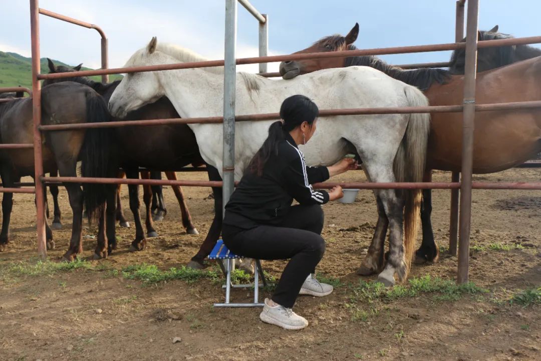 蒙古文|挤马奶创收的牧民——额尔敦仓