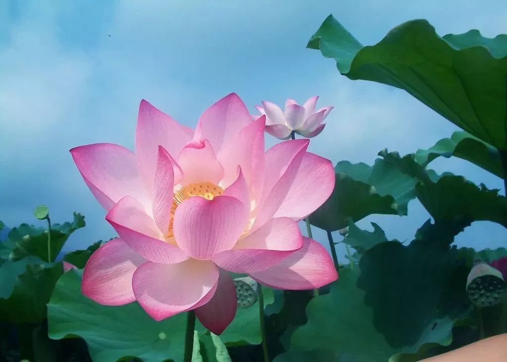 魅力嵩县 | 什么?嵩县有了一个荷花仙境?