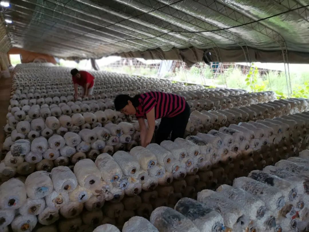 阳城县凤城镇白沟村食用菌种植基地的农民在采摘蘑菇