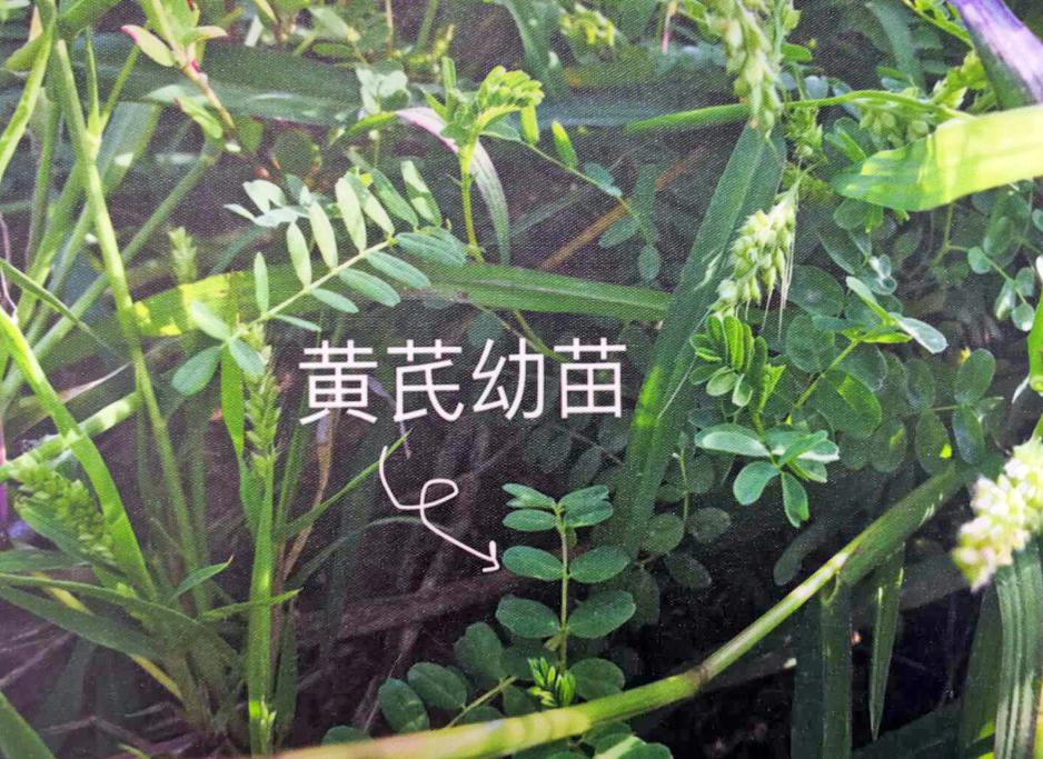 黄芪苗周边长着不少杂草