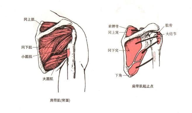 "肩袖"指的是肩袖肌群,包括了冈上肌,冈下肌,肩胛下肌和小圆肌.