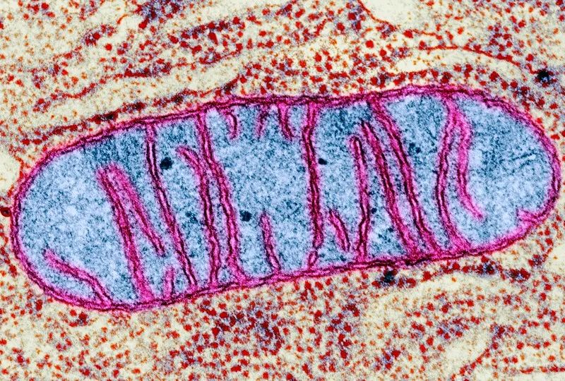 解决"线粒体起源世纪之争",我国学者证实线粒体起源于