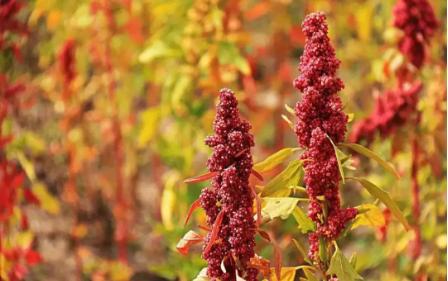 山西产业扶贫产品展播:静乐藜麦(最新发布)