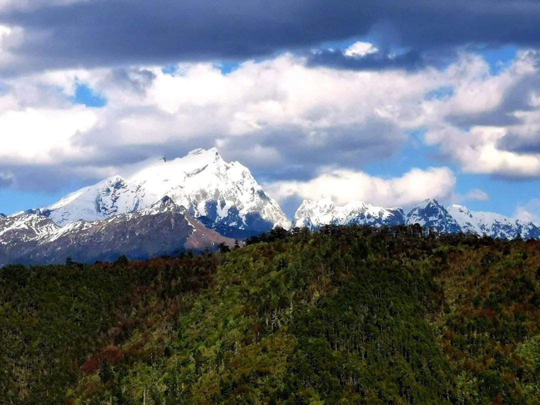 位于纳帕海边上的香格里拉高山植物园里,一片忙碌的景象.