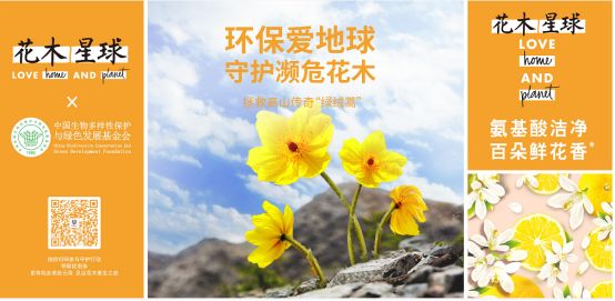 与绿绒蒿的约定守护离天最近的花花木星球在行动