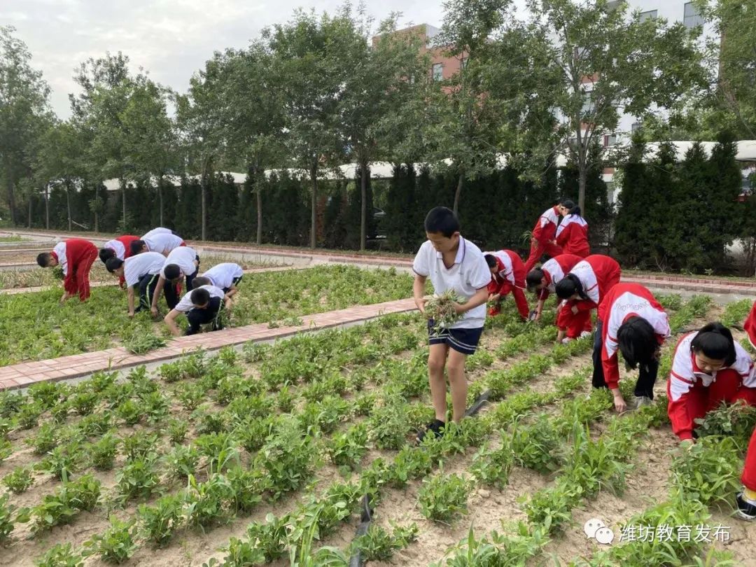 潍坊市中小学校劳动教育系列典型案例展示六