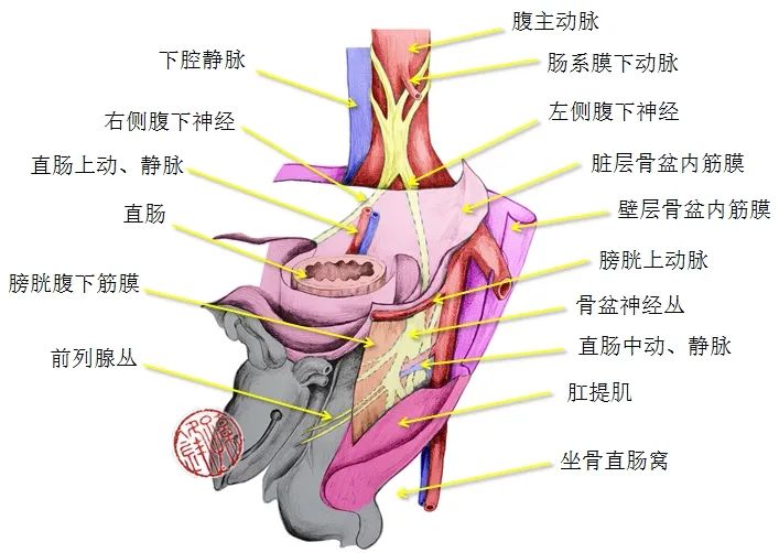 医学图说|直肠侧方的筋膜解剖(示意图)