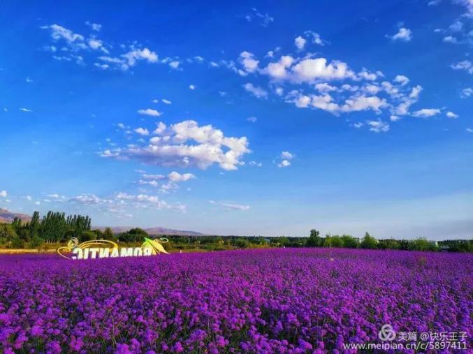 【视觉金昌】雨后的花海,美丽如仙境