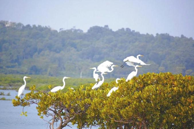 【特区40周年 · 印象濠江】:【第十三章】苏埃湾红树林