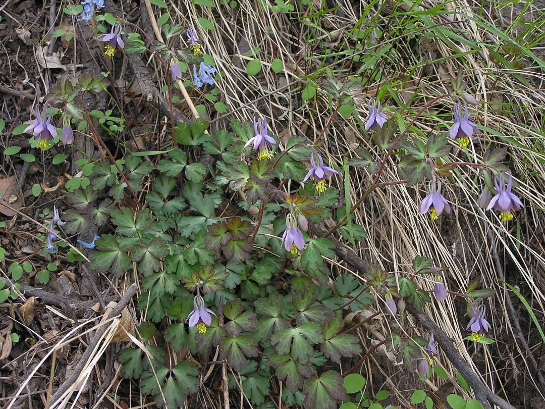 hebeica),它的花色很稳定,只有紫色,常常被误以为是紫花耧斗菜