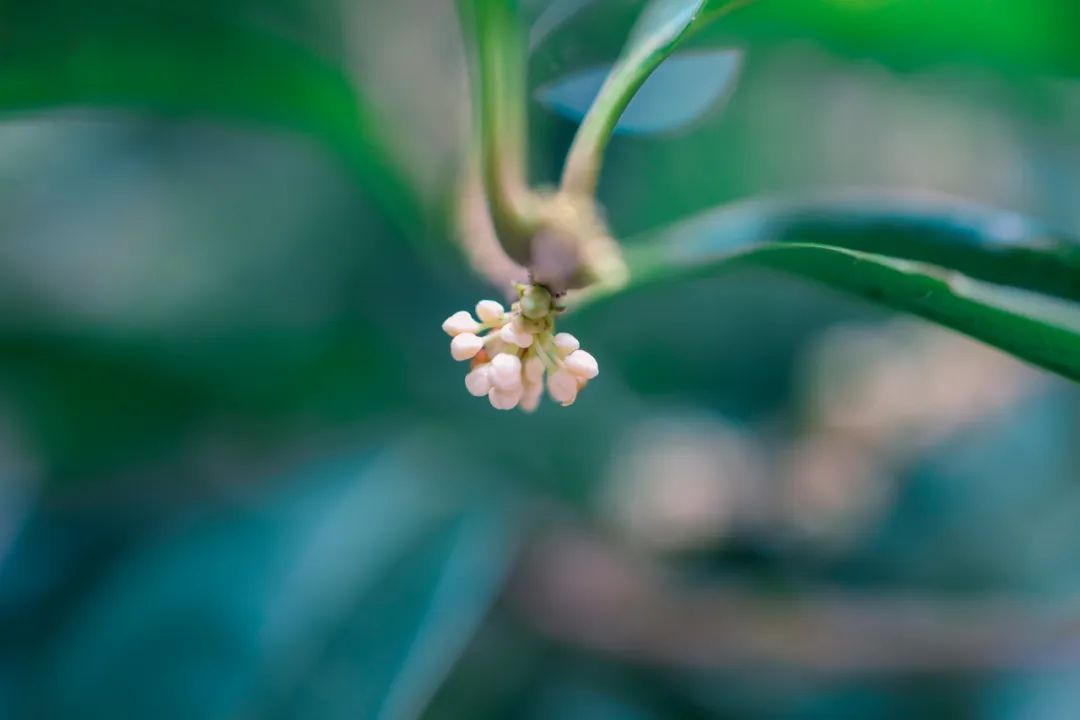 7月杭州的桂花居然开了和荷花同台争艳想看的要抓紧