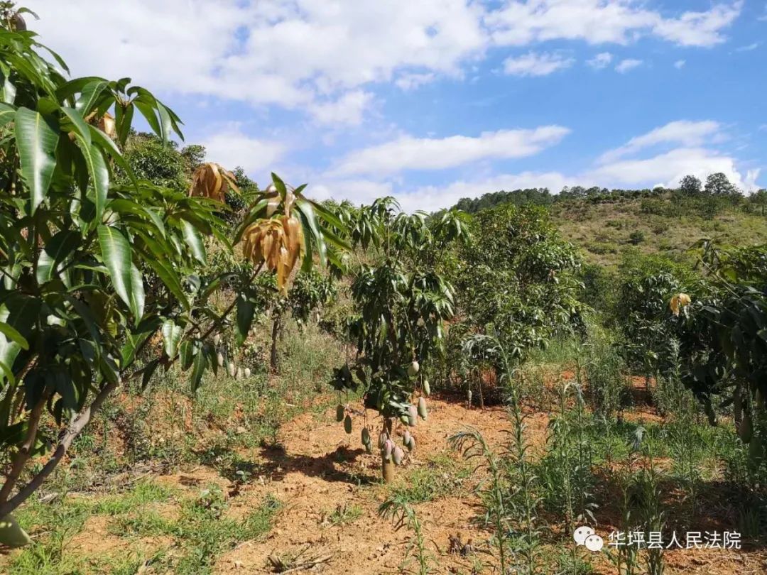 司法拍卖拍下这片芒果园立马收芒果