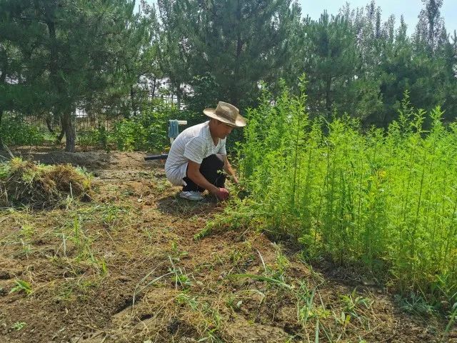 又到过敏性鼻炎高发季节呼和浩特开展集中清理蒿草行动