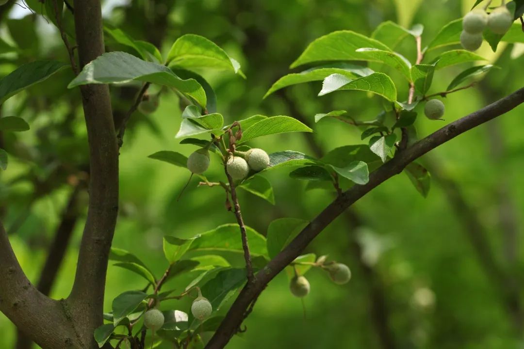 野茉莉的果实如毛头小子一般在枝桠间探头探脑;秤锤树药用植物园里