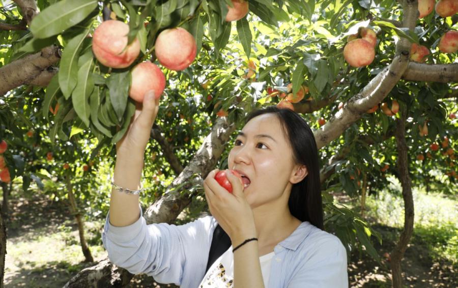 "桃醉一夏",昌平的鲜桃开摘了!附采摘果园地址