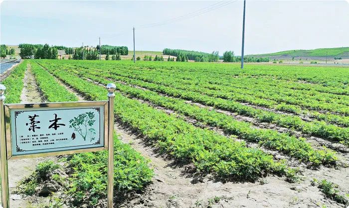 双百项目进行时寒地中草药小镇药香遍野发药财