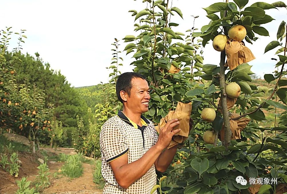 走到果园里,看到一棵棵梨树的绿叶间挂满了套好袋的青花梨,果园里工人