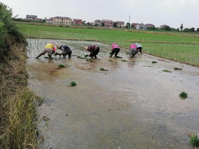 南昌县塘南镇:迅速开展灾后自救 恢复农业生产
