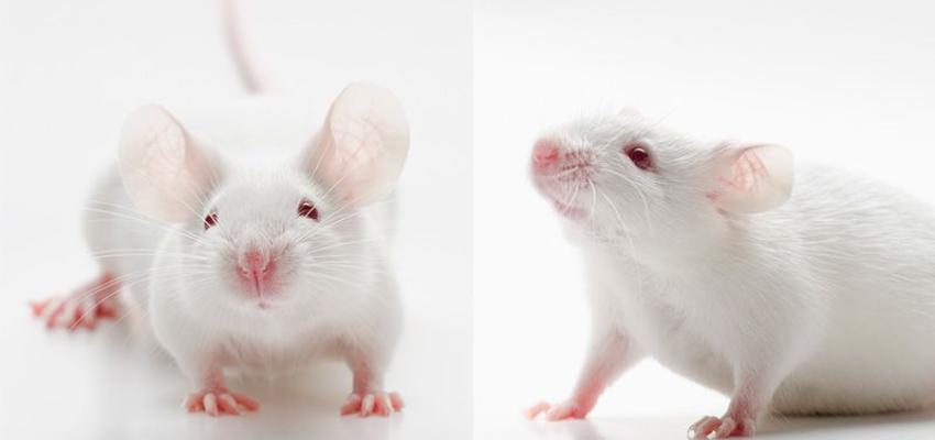原创 温淑 智东西 看点:德国科学家用ai技术研究老鼠表情,证实表情
