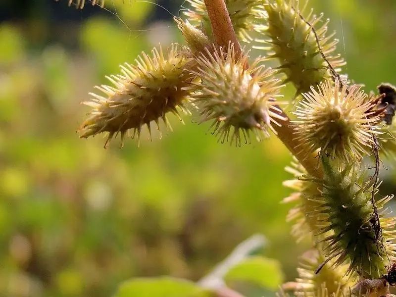 萌娃自制苍耳子"皇冠",结局让人哭笑不得!