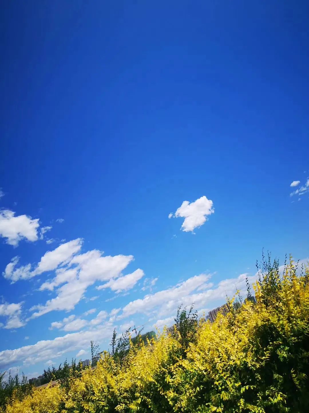 银川又被蓝天白云霸屏!