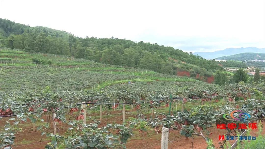 近年来,江川区雄关乡因地制宜引进发展猕猴桃种植,探索"龙头企业 贫困