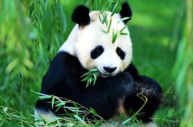 方志四川61大熊猫文化马睿对大熊猫国家公园文创产业的思考