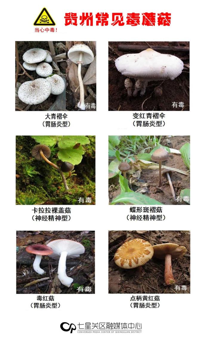 贵州最常见的30种毒蘑菇曝光