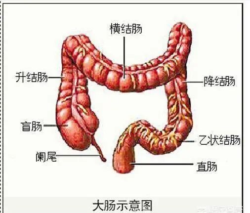 我们的大便主要在大肠里面产生,大肠包括升结肠,横结肠,降结肠,乙状