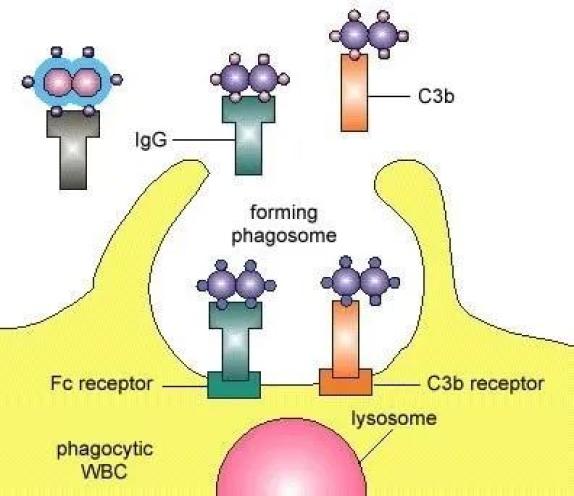 科学普及人人学懂免疫学第五期