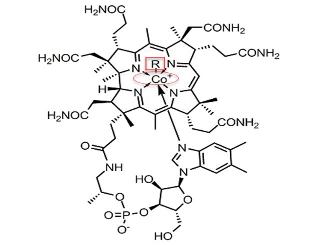 维生素b12甲钴胺腺苷钴胺羟钴胺之间的区别