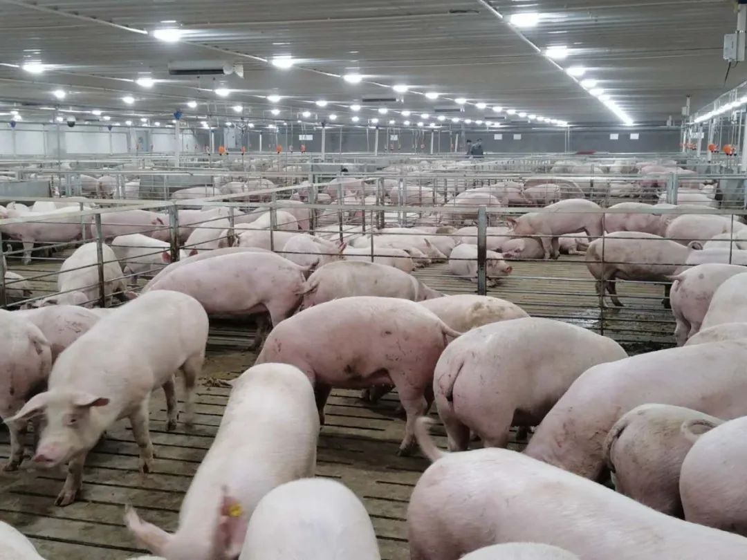 农业农村部确定的重点生猪养殖企业现代化养殖圈舍